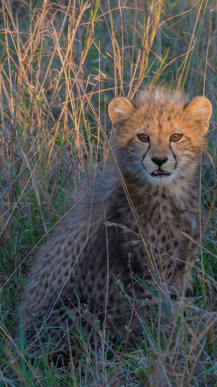 Little leopard