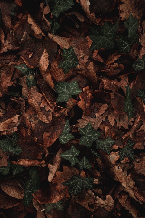 Leaf
