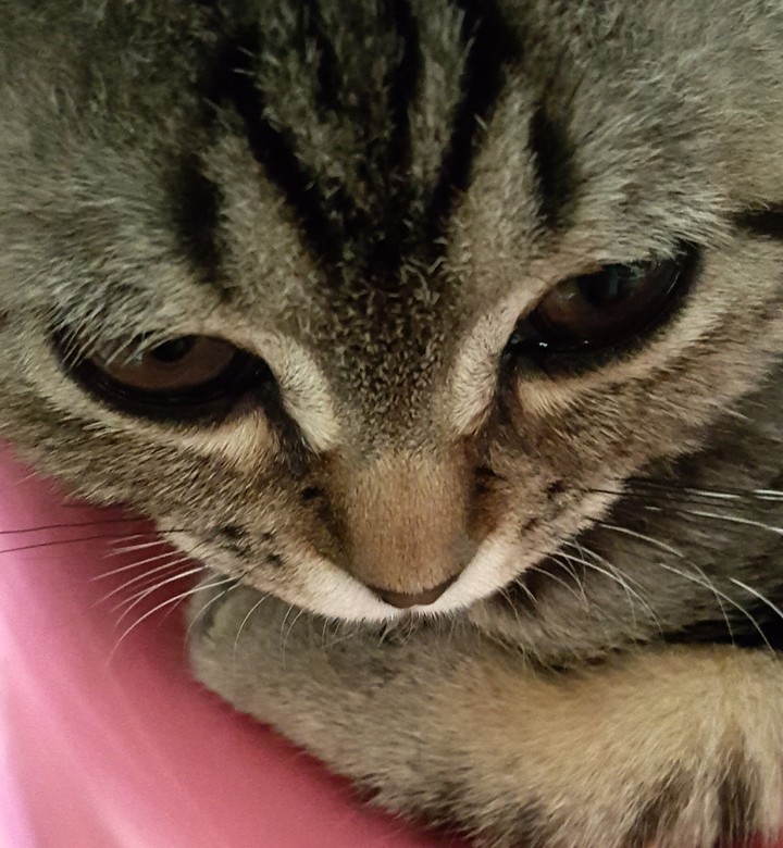 몬드8