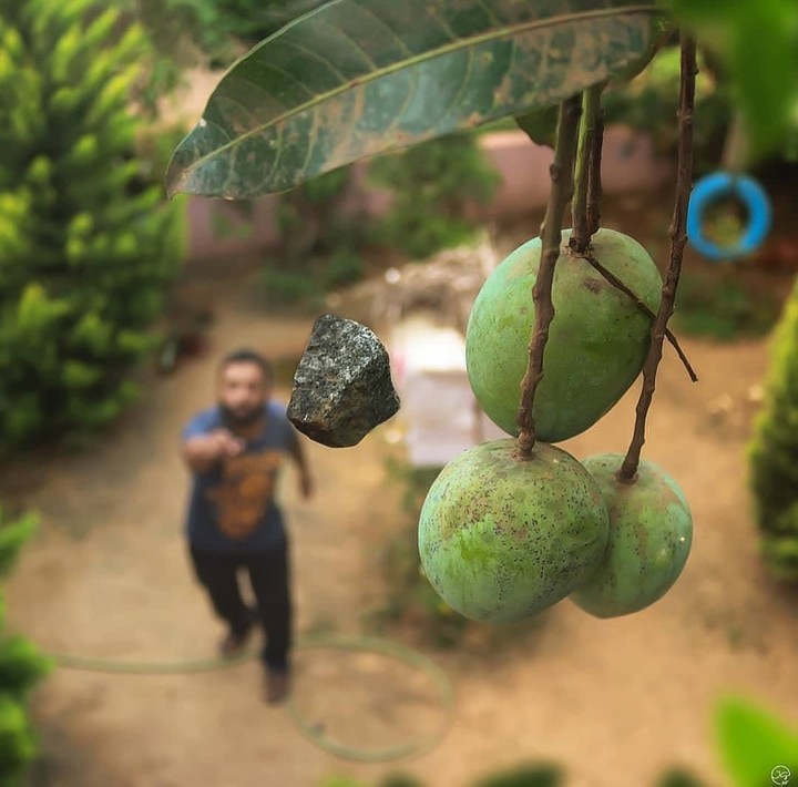 Mangoes