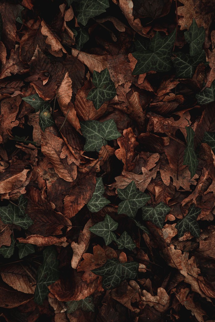 Leaf