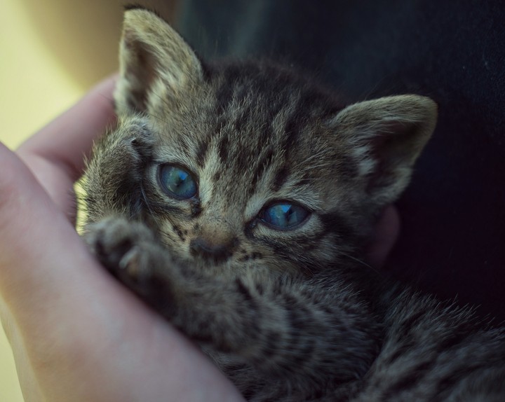 Baby Blues