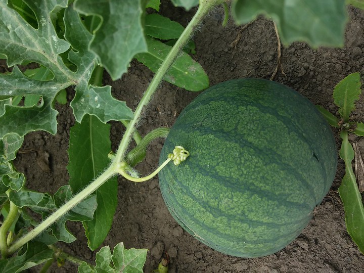 Кавунець