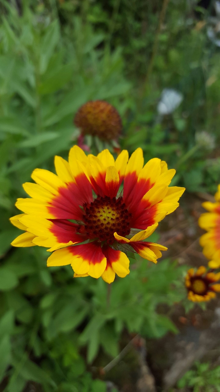 Yellow-red flower