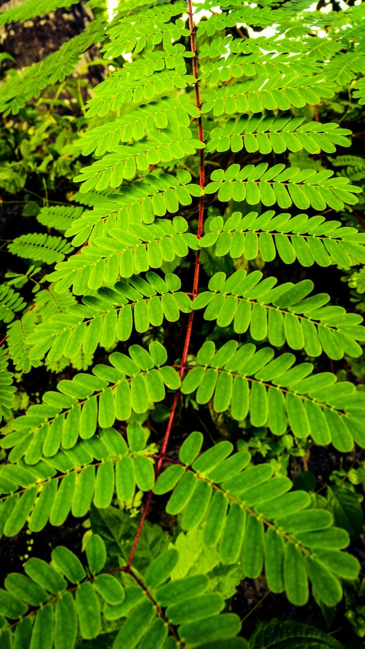 green