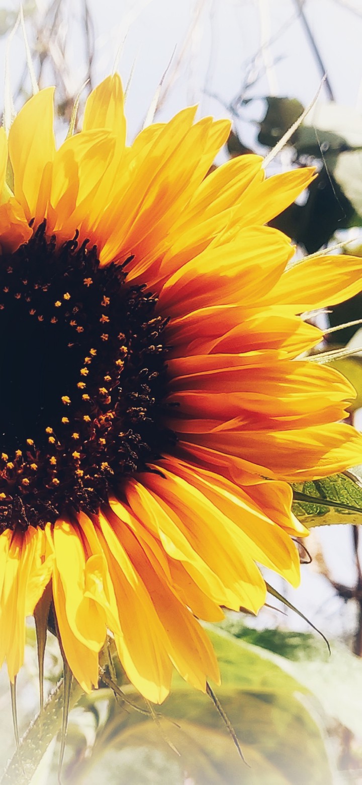 sun.flower