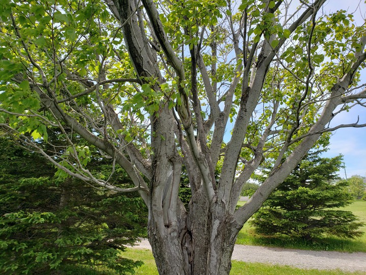 tree