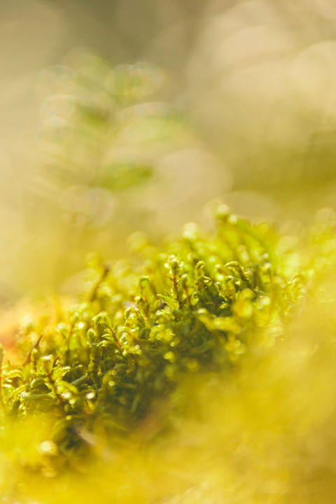 Yellow, green háttérképek