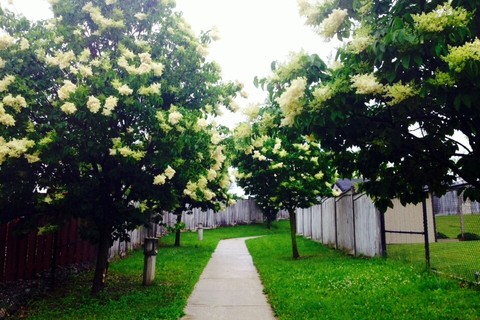 Seasons Series #3: Blooming of Spring