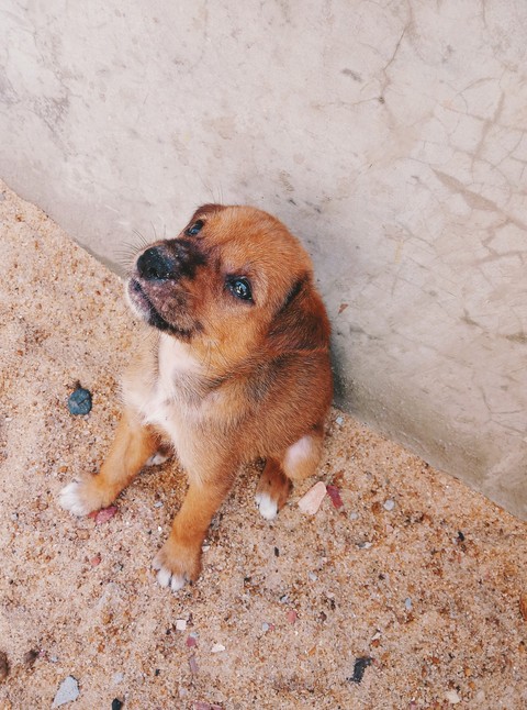 doggo