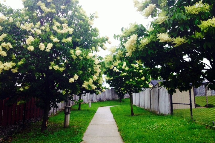 Seasons Series #3: Blooming of Spring