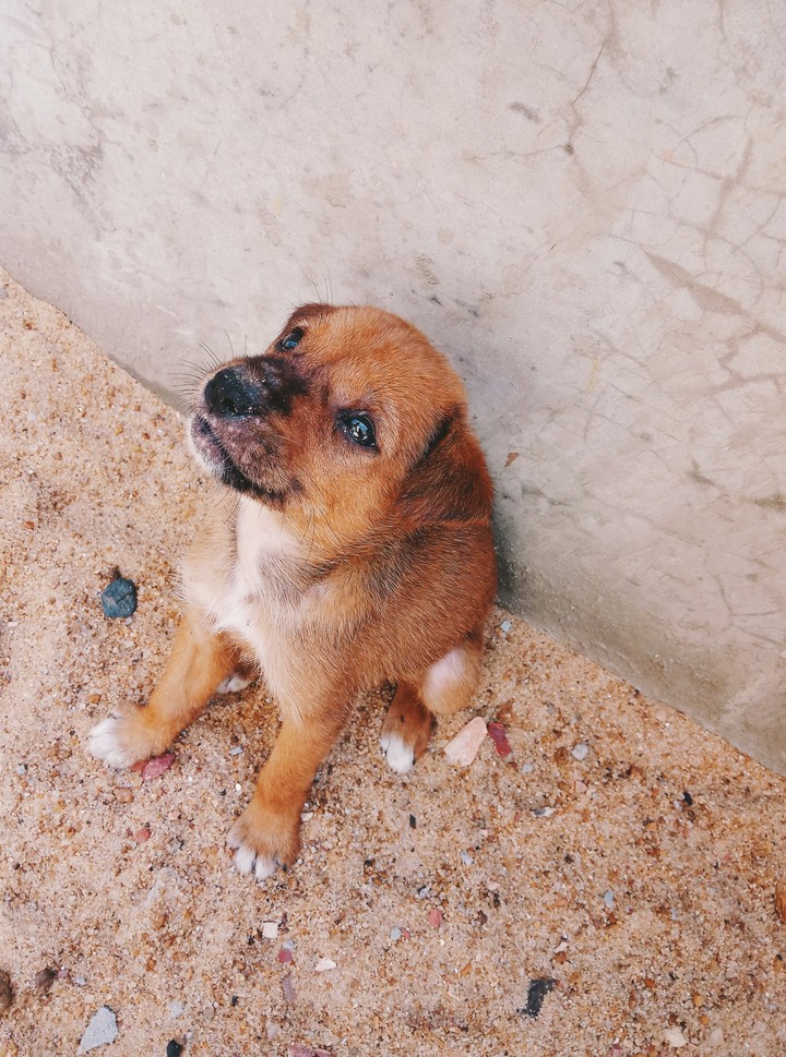 doggo