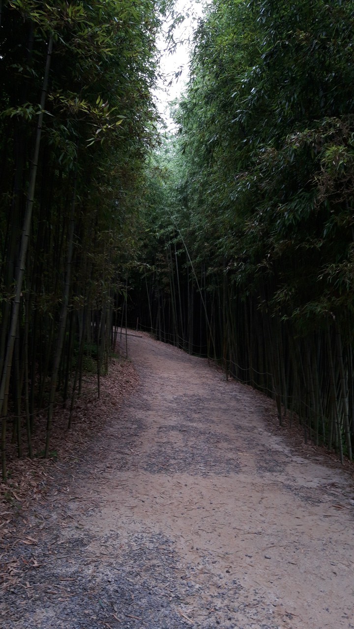 bamboo