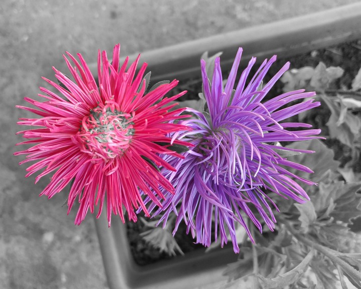 color splash