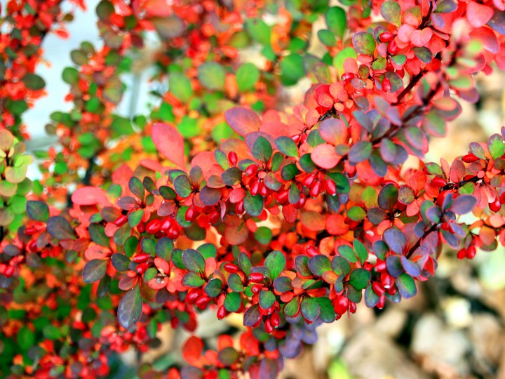 Barberry