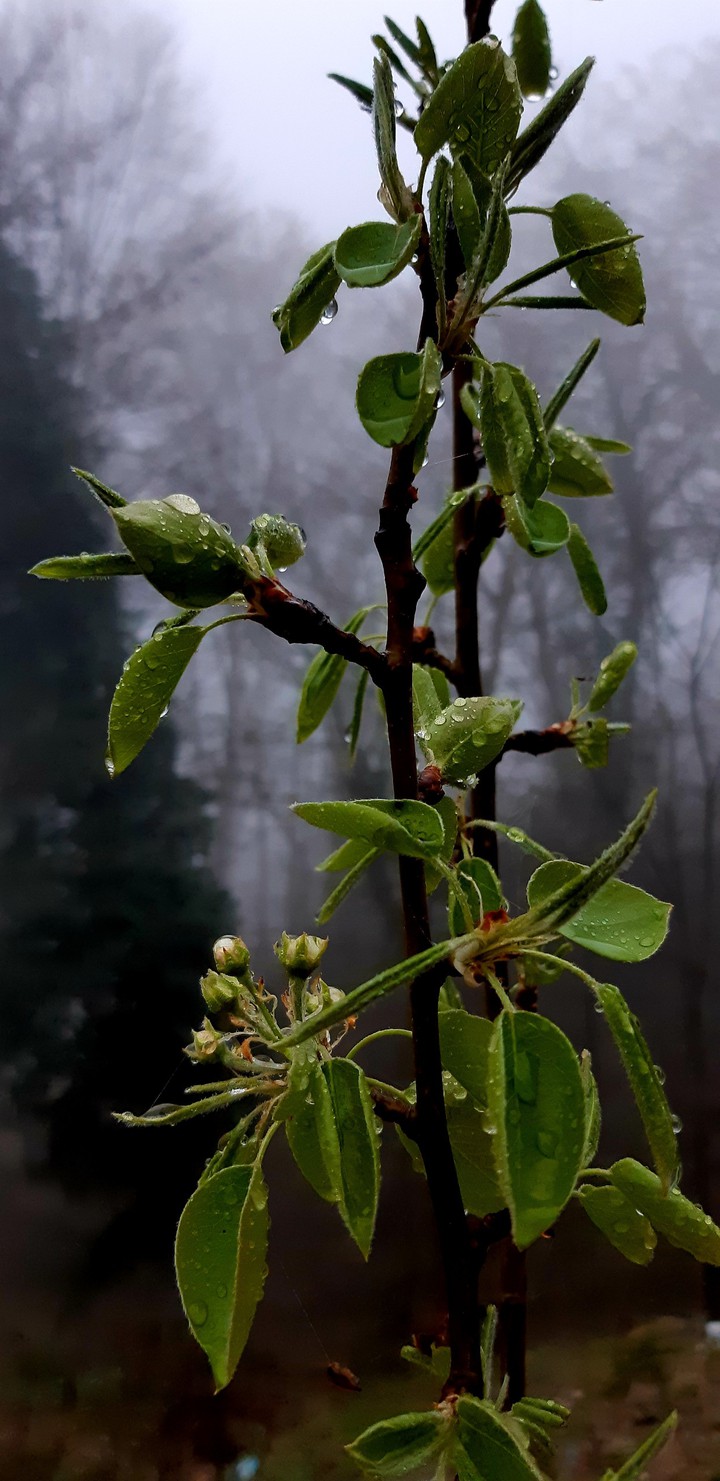 spring