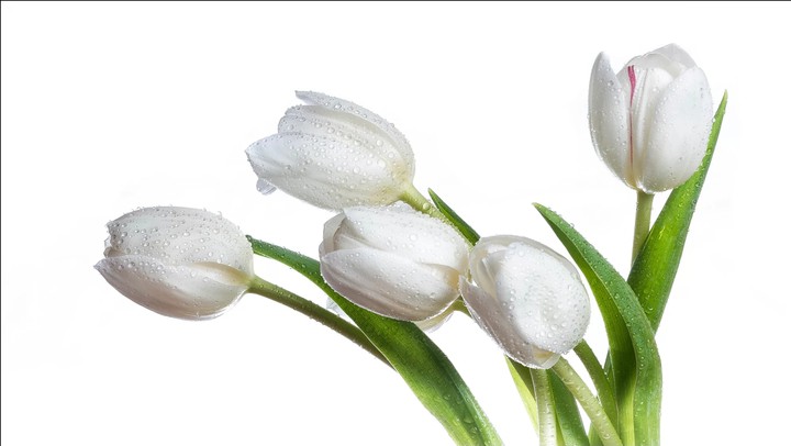 Tulip