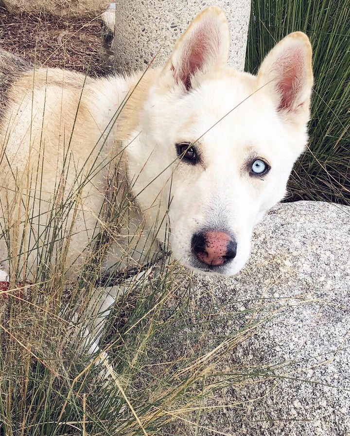 Thor the Husky