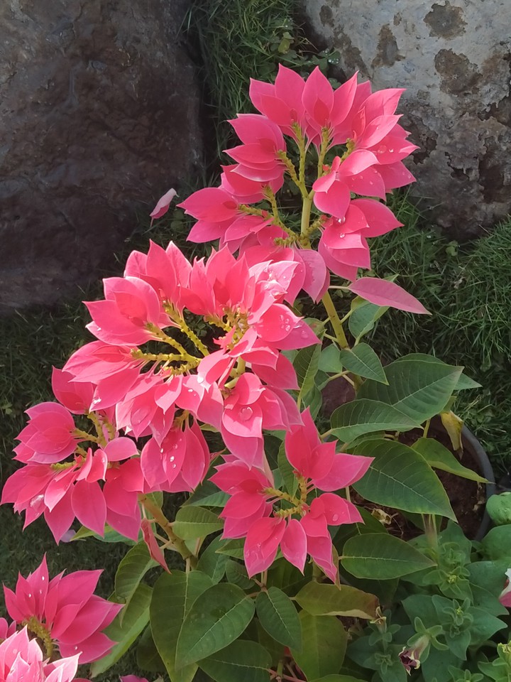 flowers