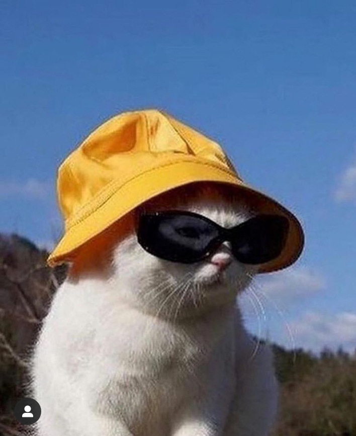 Gato