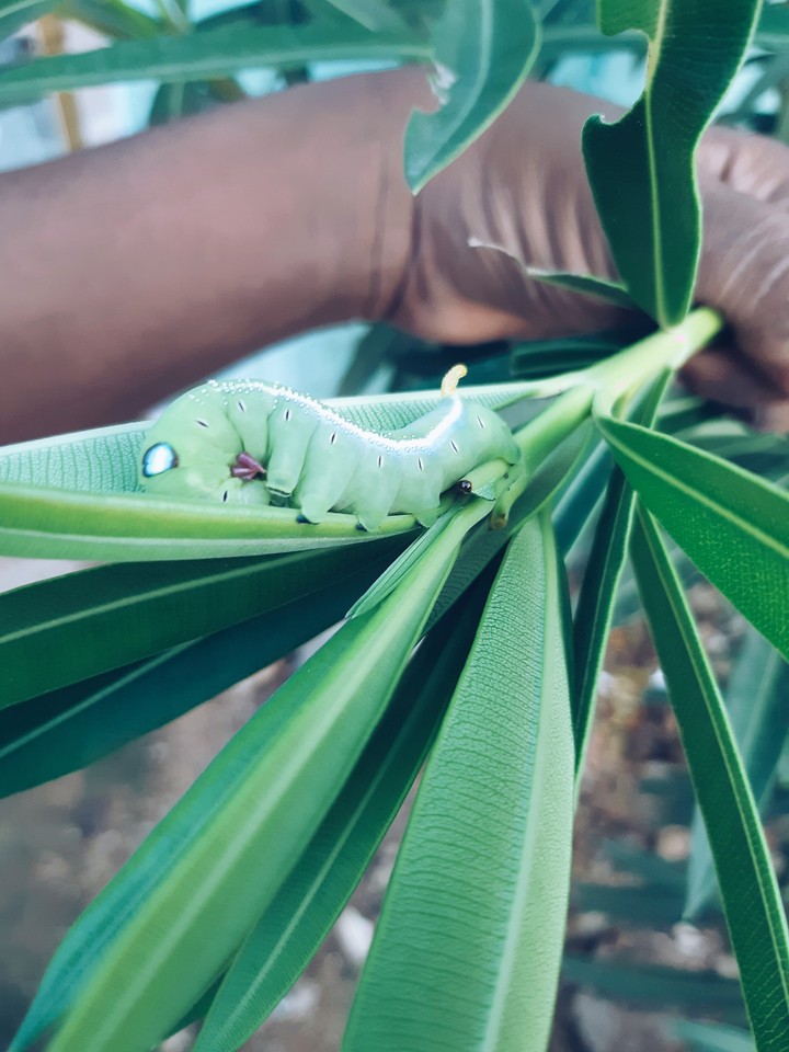 green