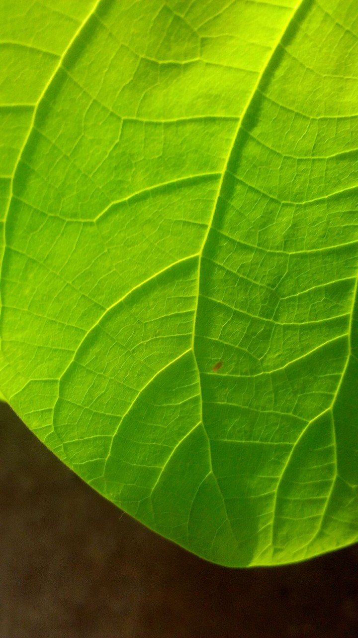 leaf
