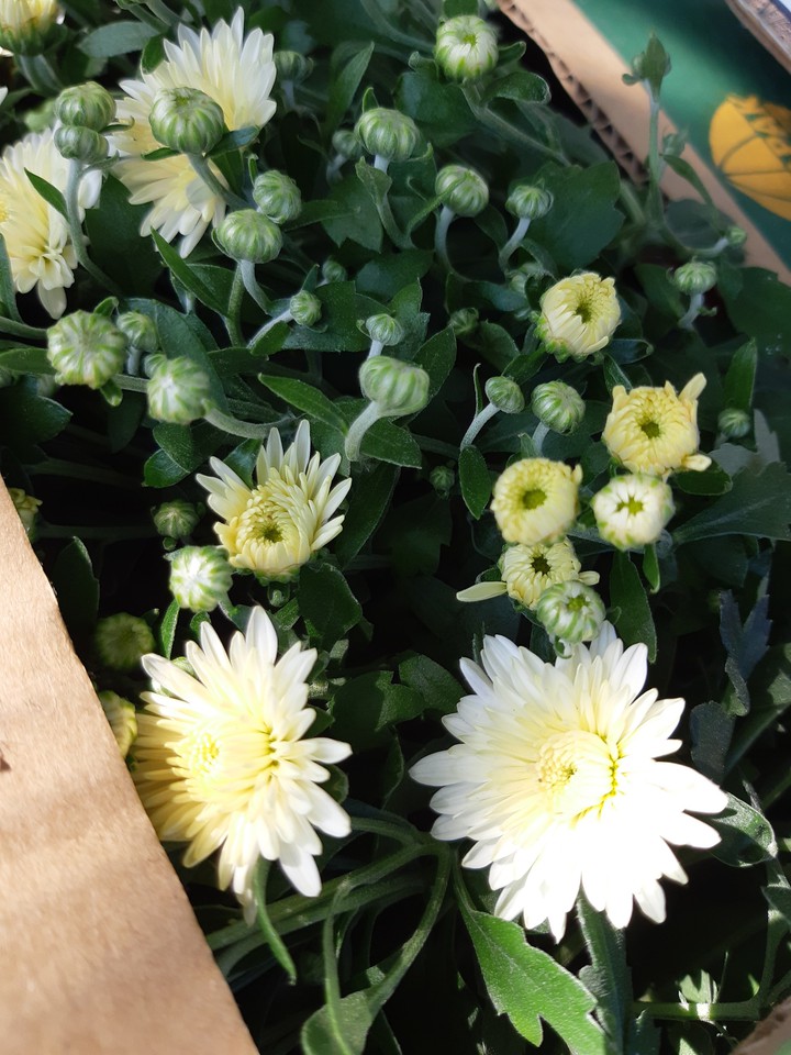 flower and box