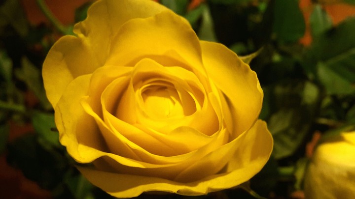 yellow rose