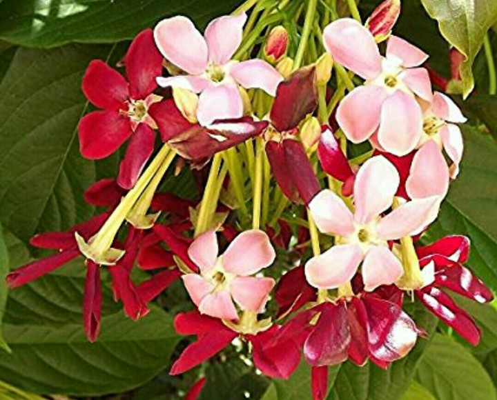 Rangoon creeper Flowers