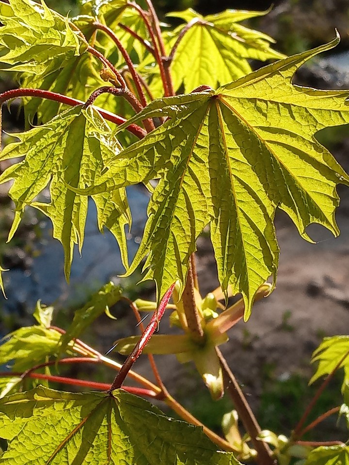 leaves