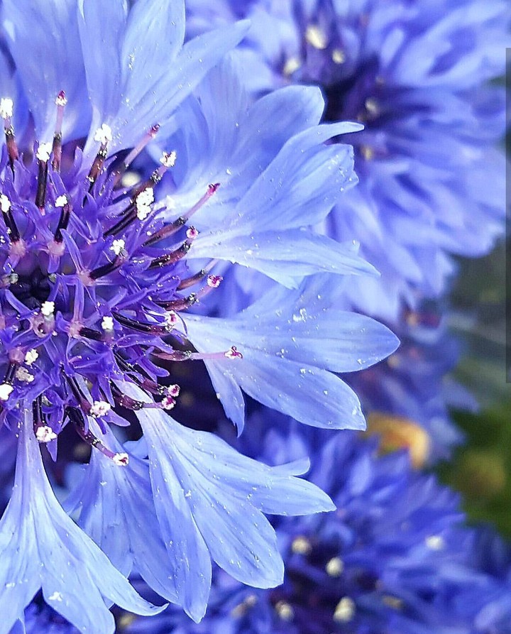 cornflowers.. chrpa
