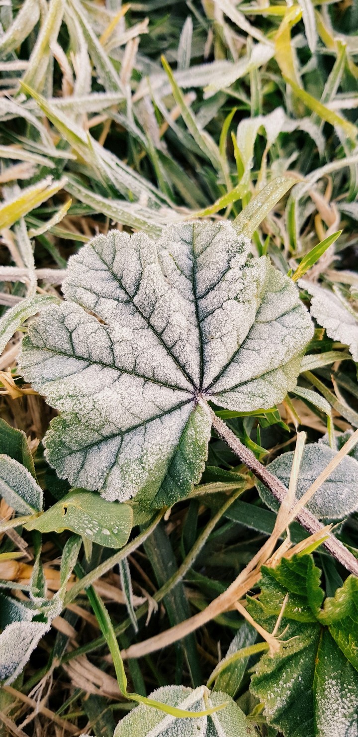 In my yard...