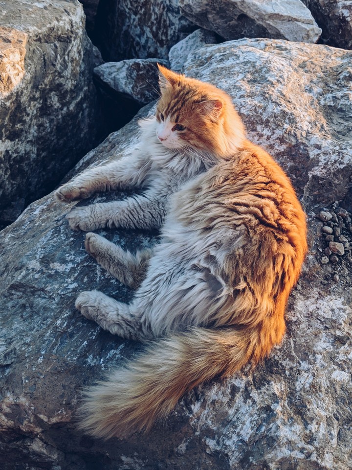 The Street cat lies on the rock