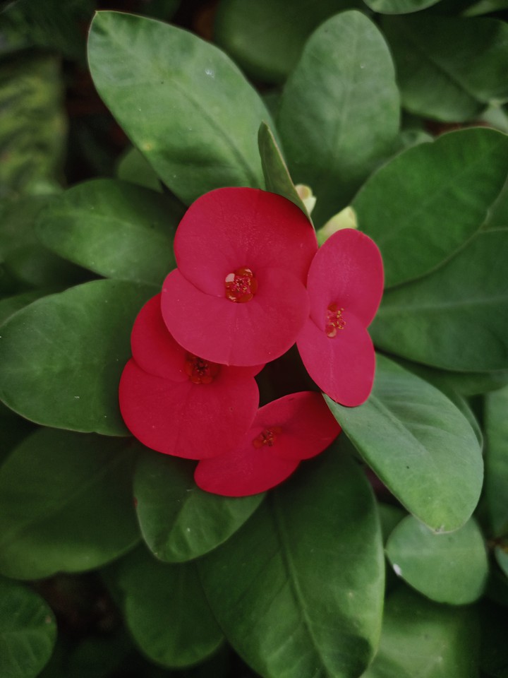 Flowers