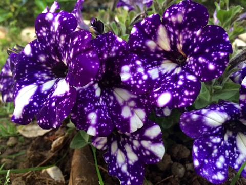 purples flowers