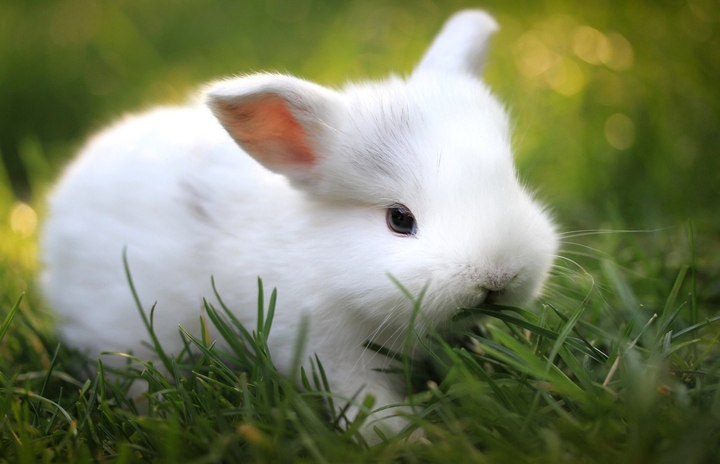 wat schtig