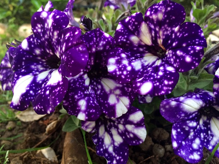purples flowers