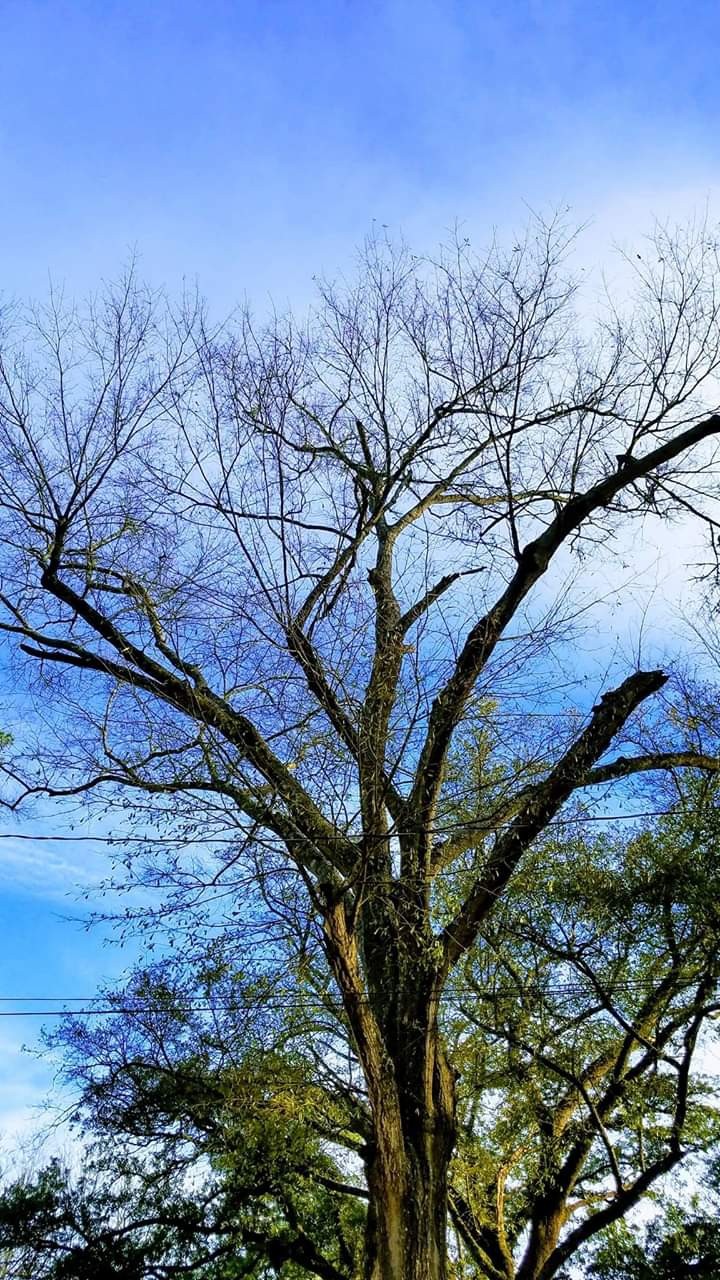 Afternoon_wintertree