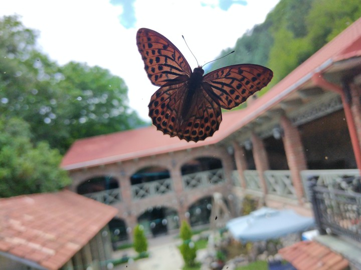 butterfly ♥️