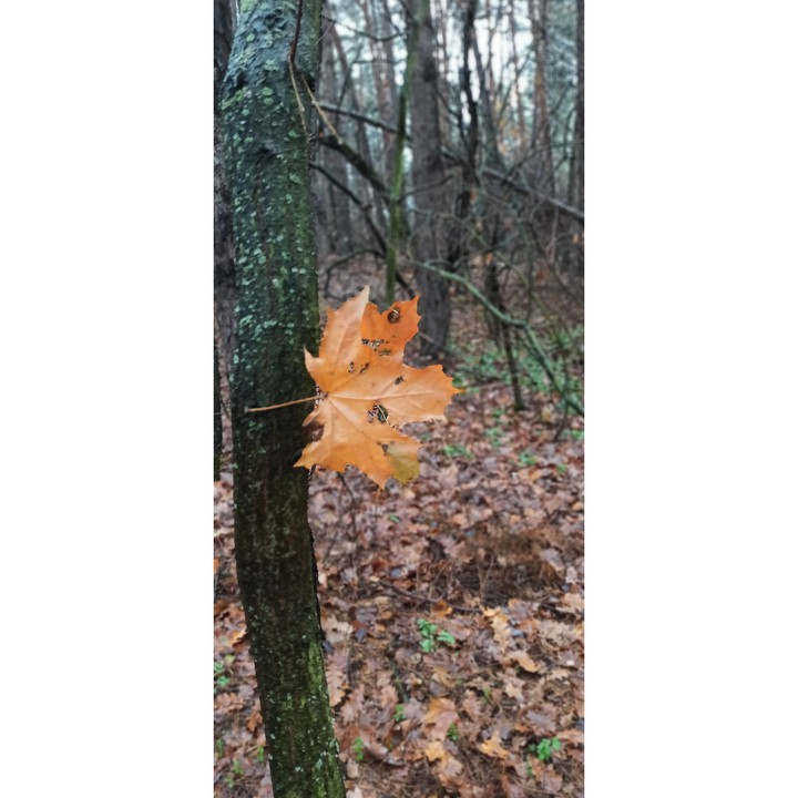 #Україна #осінь #autumn