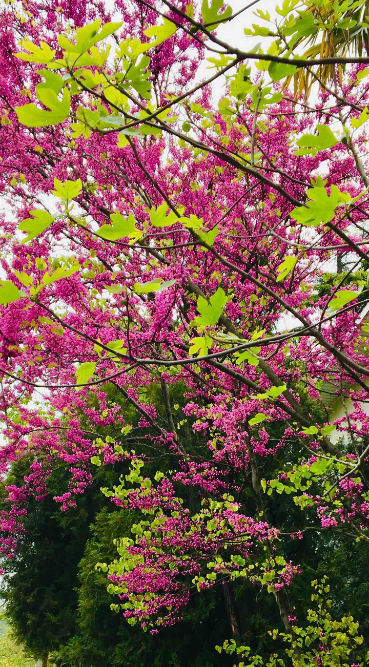spring