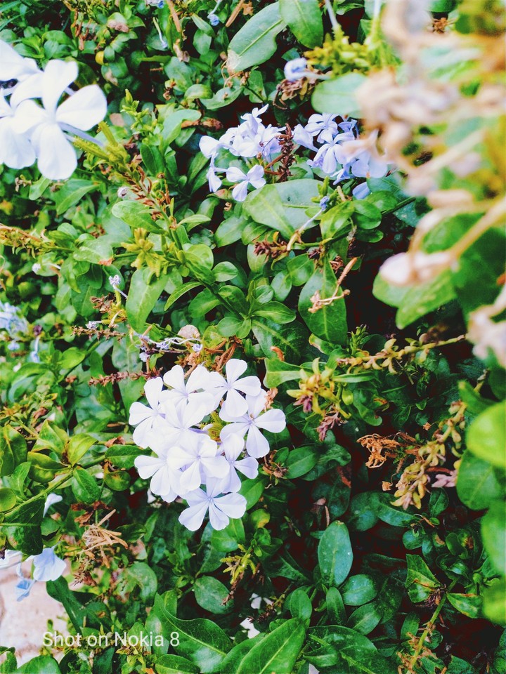 Spring@VIT