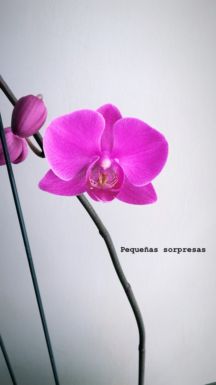 Orchid flower