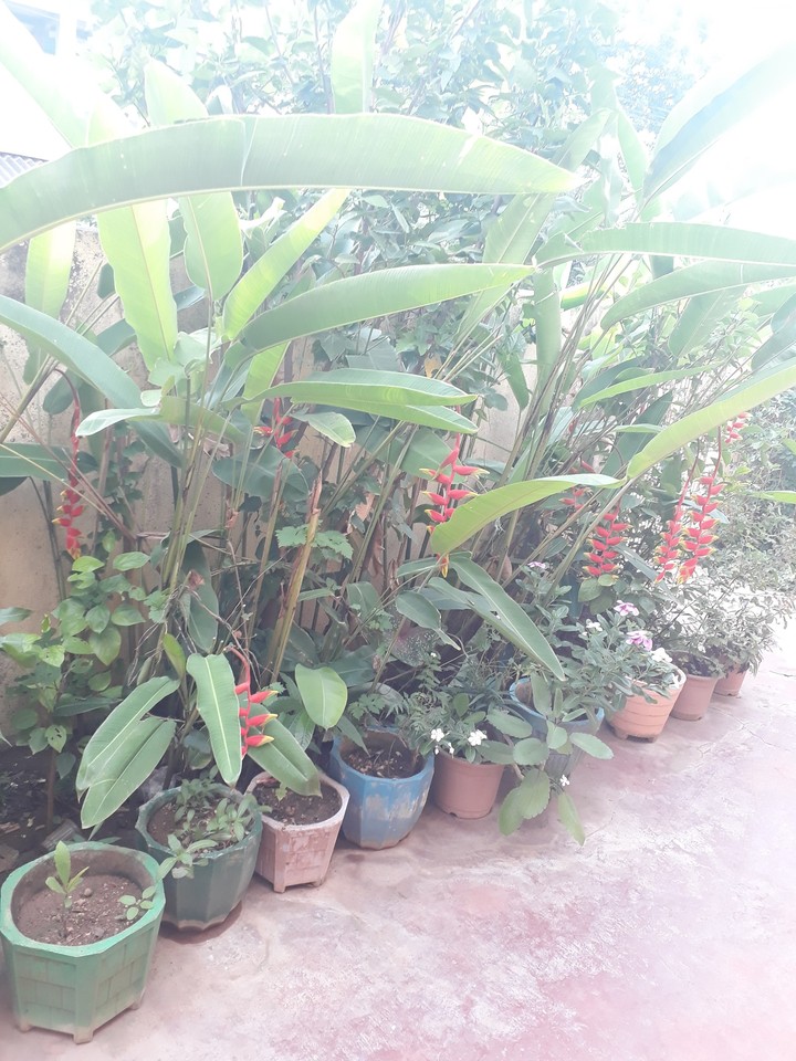 nature