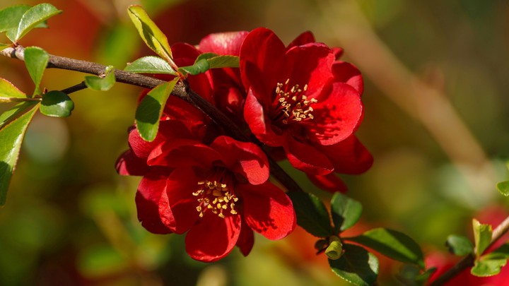 Japanese quince
