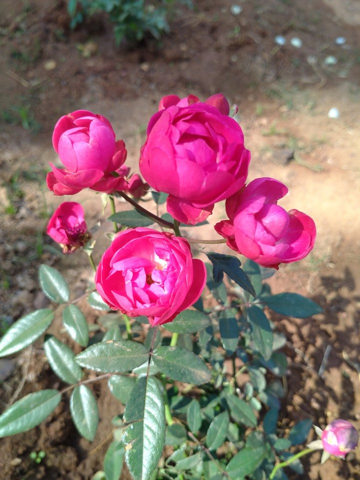Rose
