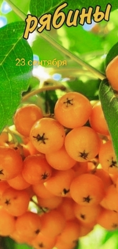 тапети food, berry