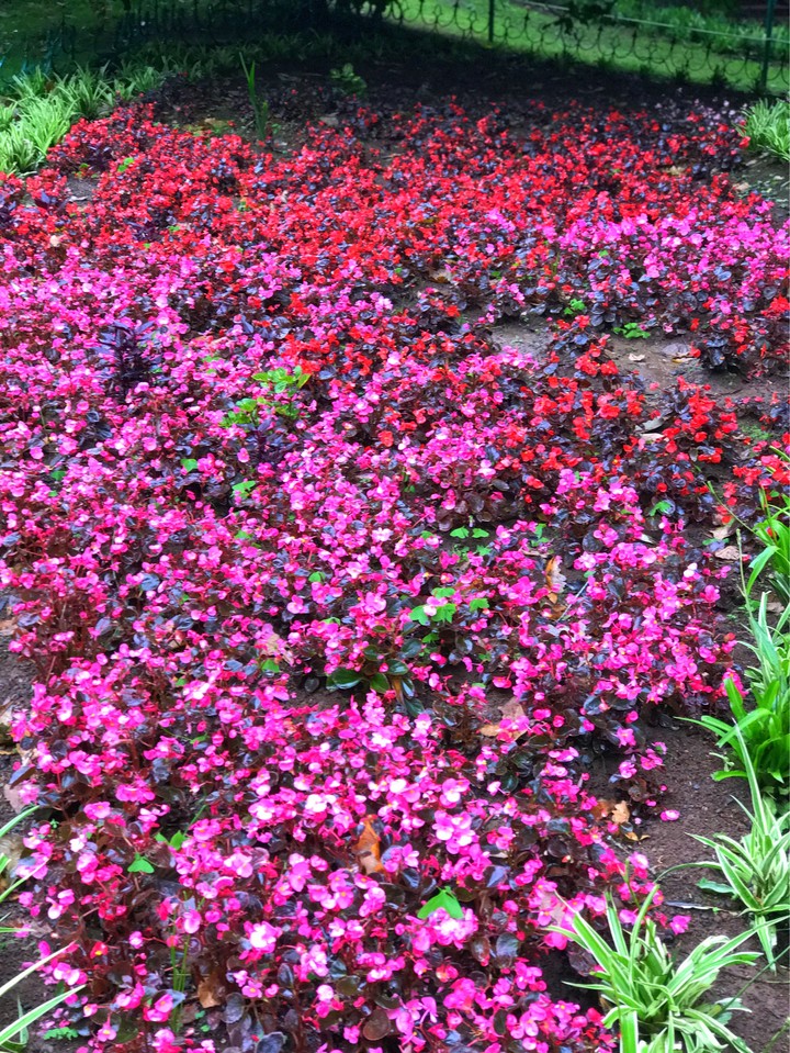 flowers