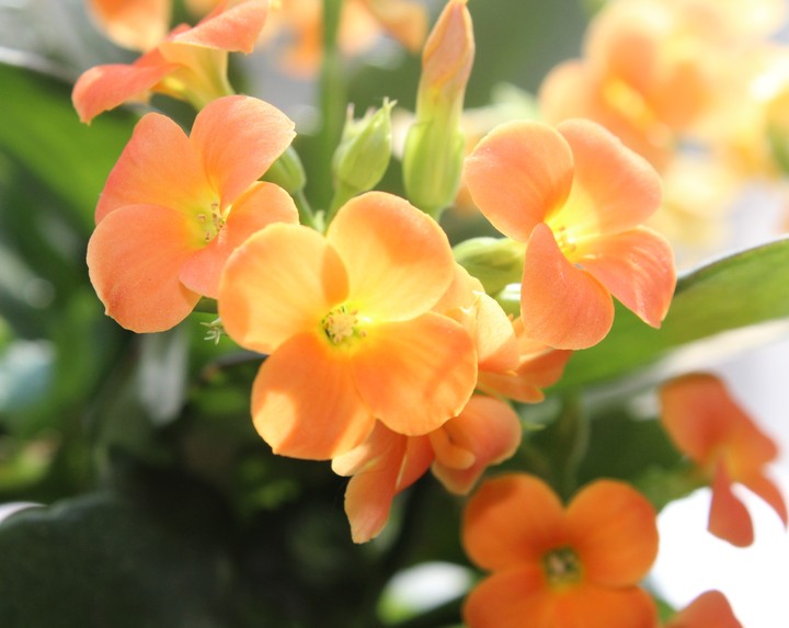 Kalanchoe