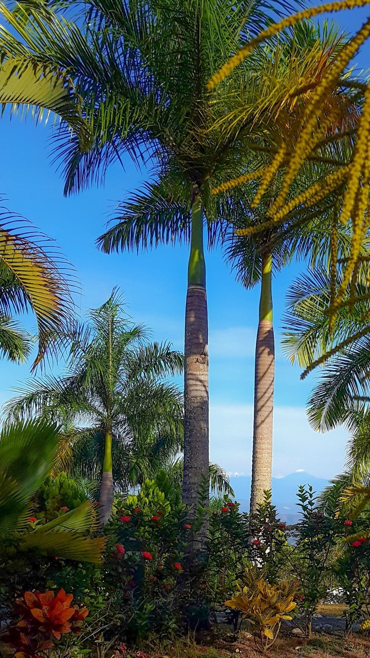 Palms